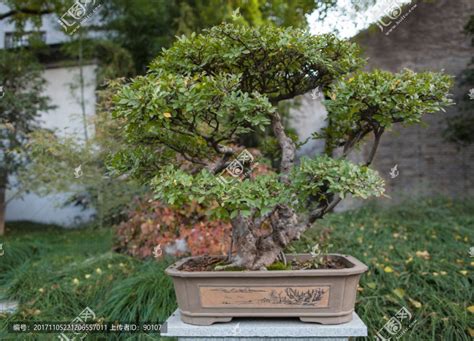 榔榆 盆景 植物 澆水 榆樹|榔榆盆景的养殖方法，适合放在家里吗